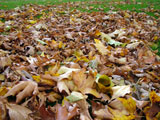 The leaves have fallen