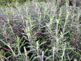 Rosemary bush