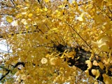 Tree gazing